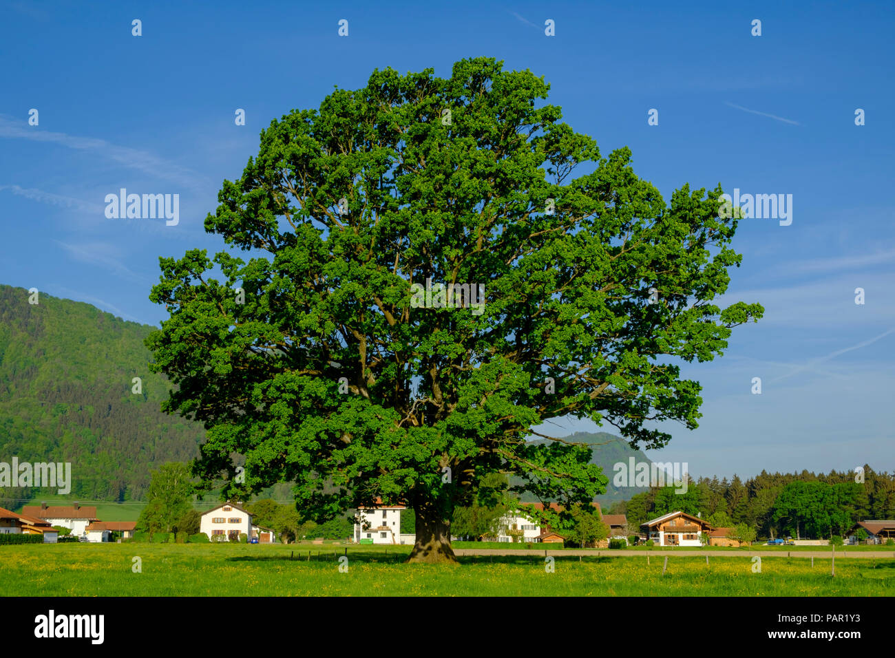 In Germania, in Baviera, Baviera, Chiemgau, Grassau, Oak tree Foto Stock