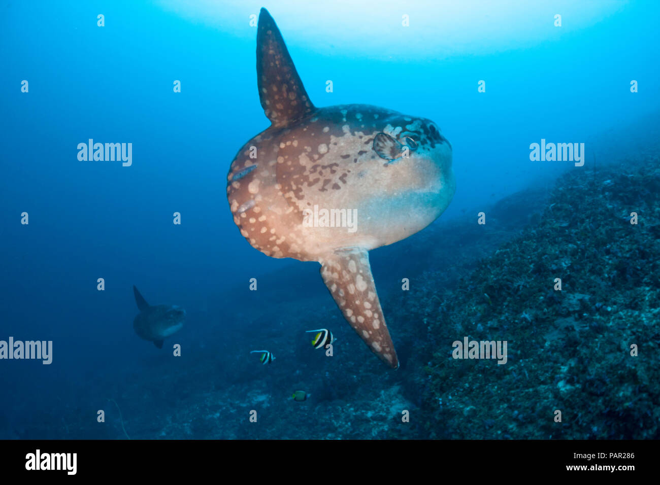 Ocean sunfish, Mola mola, entrando nella barriera corallina per essere pulito di parassiti, Crystal Bay, Nusa Penida, isola di Bali, Indonesia, Oceano Pacifico. Foto Stock
