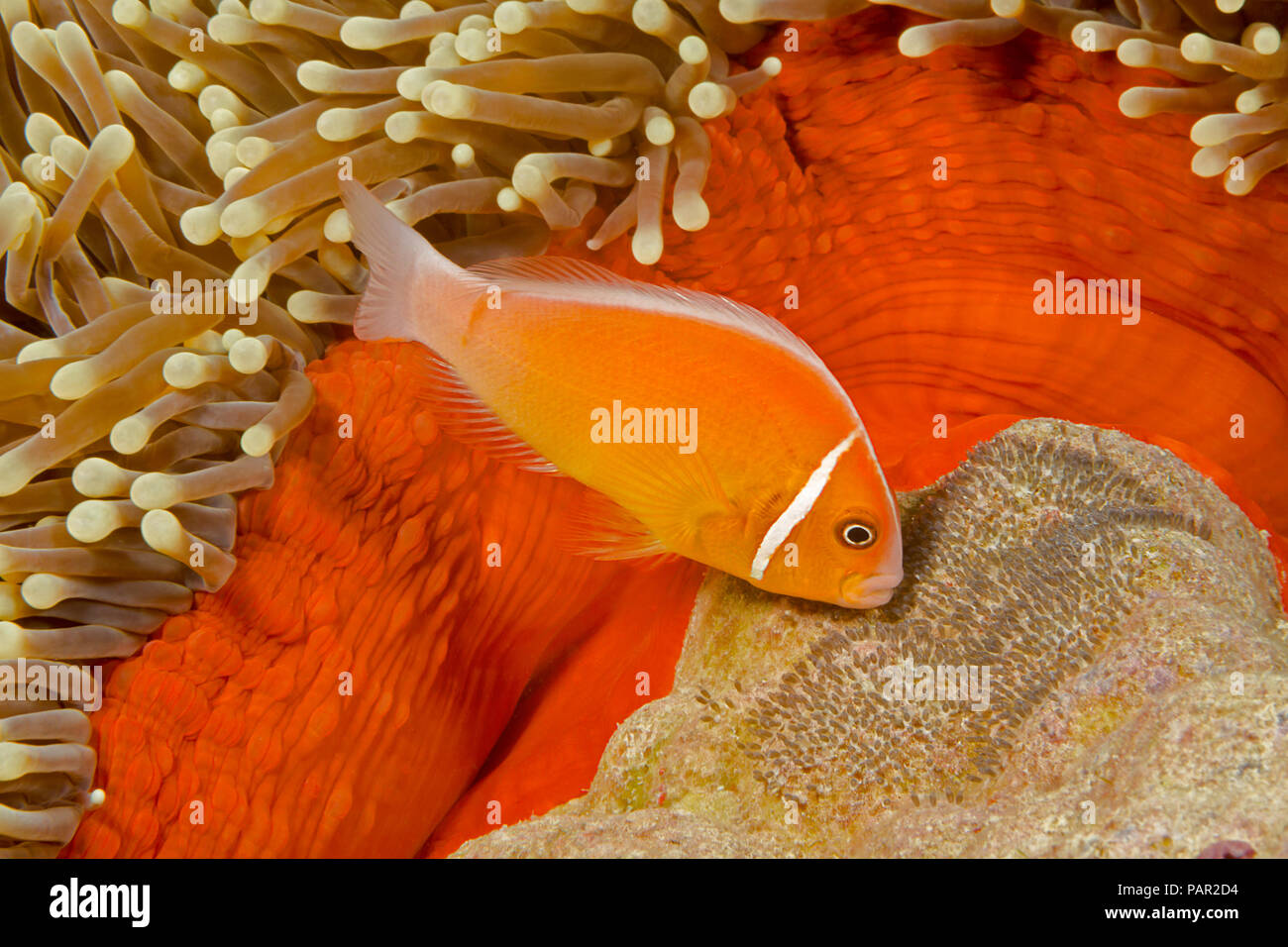 Questo comune, anemonefish Amphiprion perideraion, è più spesso associato con l'anemone, Heteractis magnifica, come illustrato qui insieme con esso Foto Stock