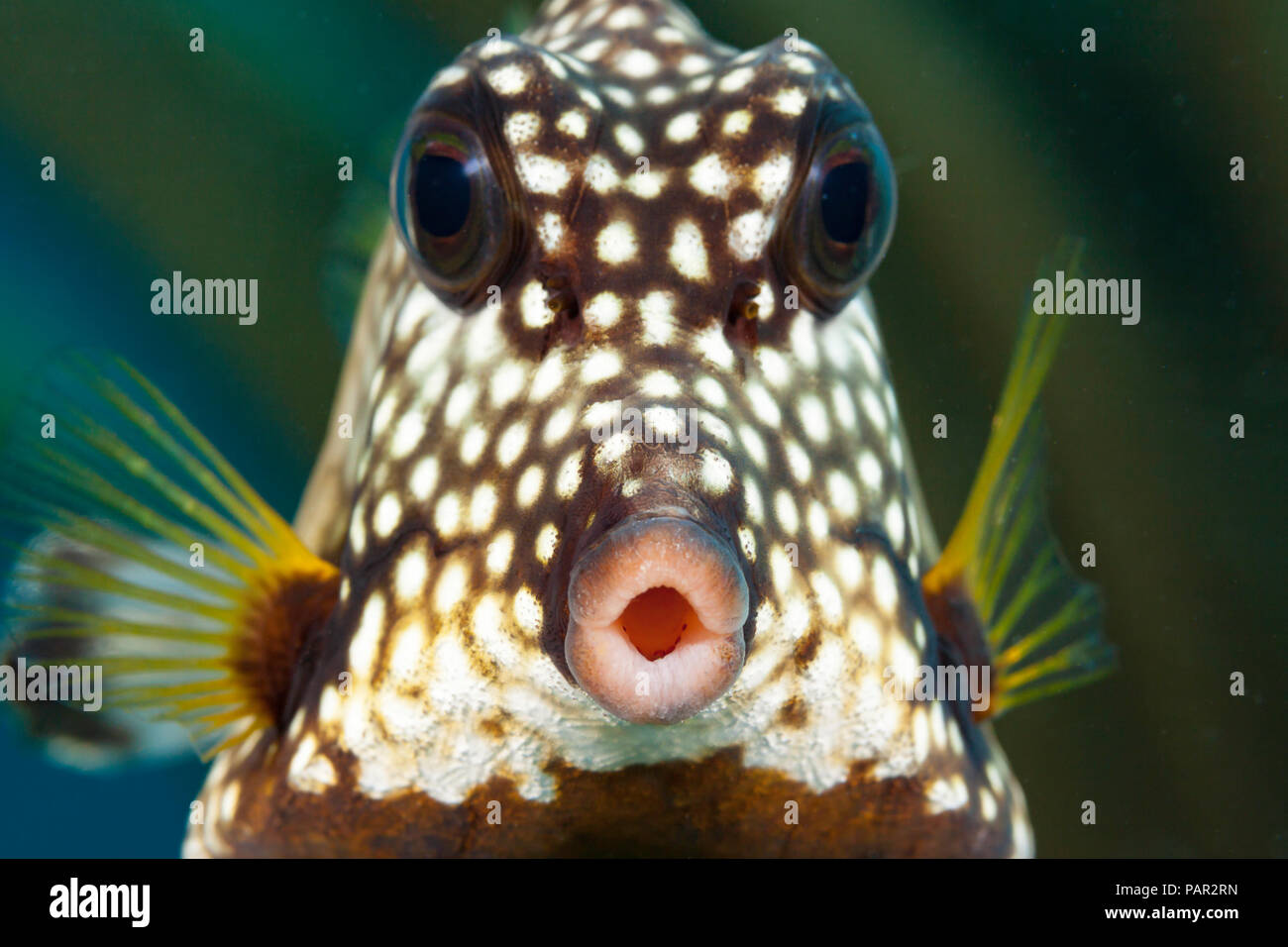 Il buon trunkfish, Lactophrys triqueter, è comune sul reef caraibico, Bonaire. Foto Stock