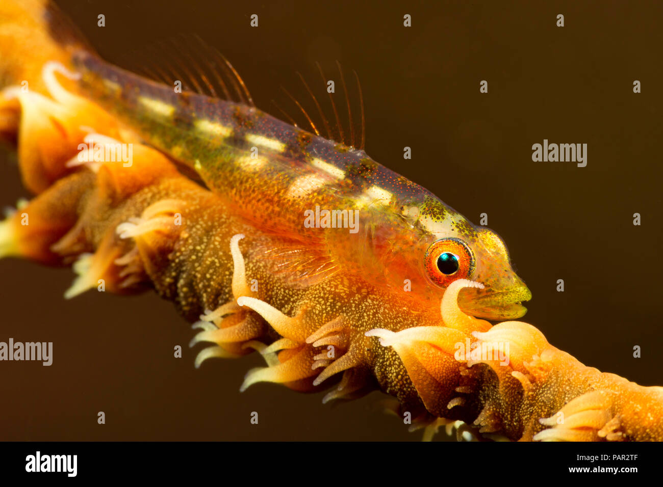 Filo coral ghiozzo, Bryaninops yongei, Hawaii. Foto Stock