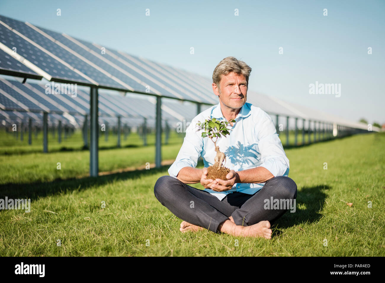 Uomo maturo holding ligustro, impianto solare Foto Stock