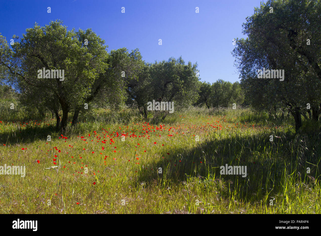 Il mais di papavero (Papaver rhoeas) fioritura in un frutteto di oliva. Vicino a Mouries, Bouches-du-Rh"ne, Francia. Aprile. Foto Stock