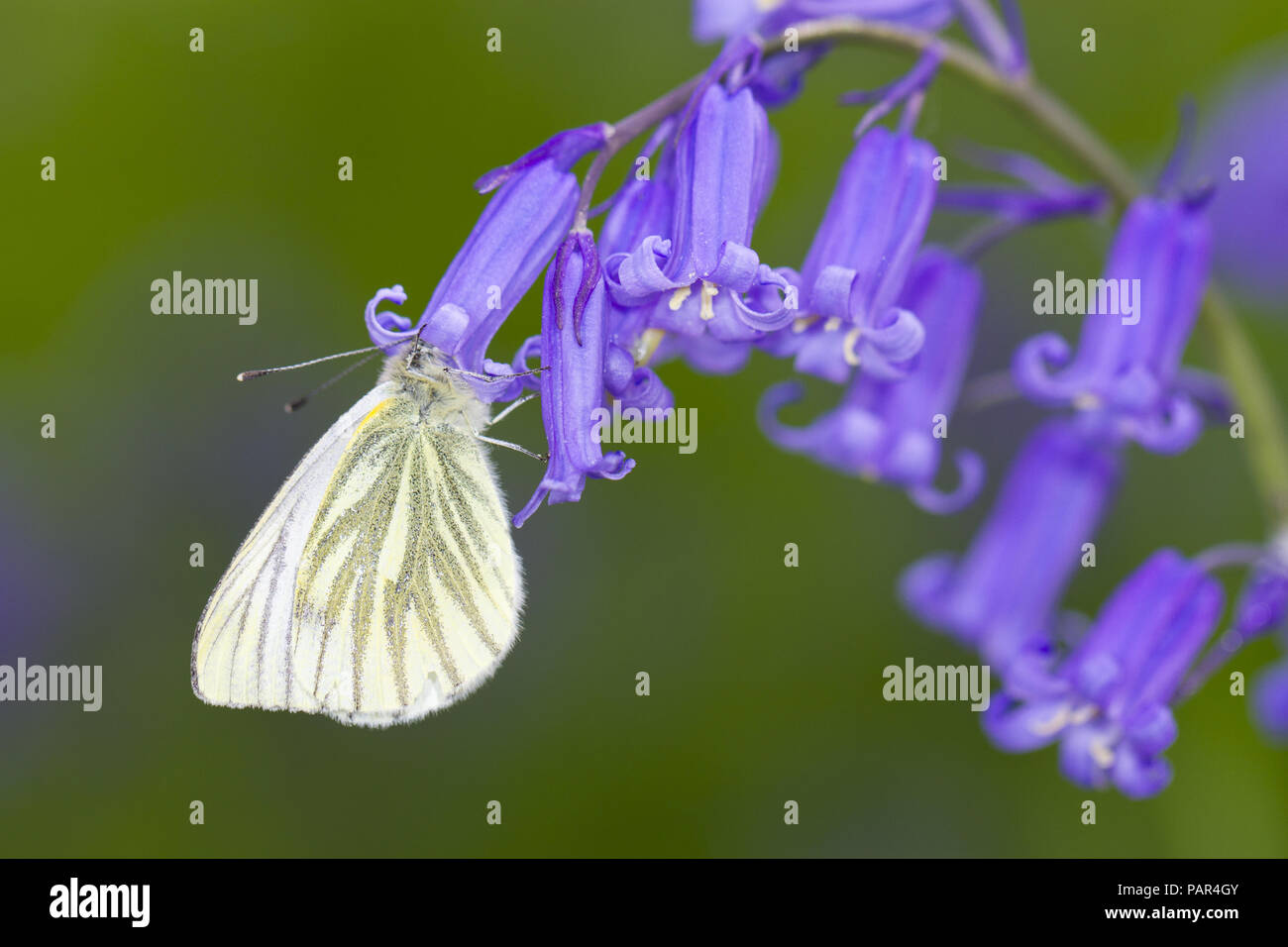 Verde-bianco venato (Sarcococca napi) adulto alimentazione a farfalla su Bluebell (Hyacinthoides non scripta) fiori. Powys, Galles. Maggio Foto Stock