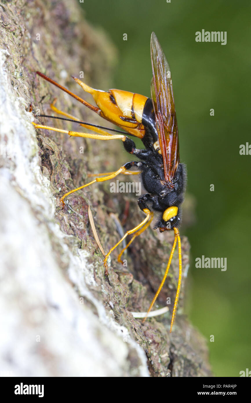 Giant Horntail o Woodwasp (Urocerus gigas) femmina adulta la deposizione delle uova nel tronco di una Sitka Abete (Picea sitchensis) tree. Powys, Galles. Agosto. Foto Stock