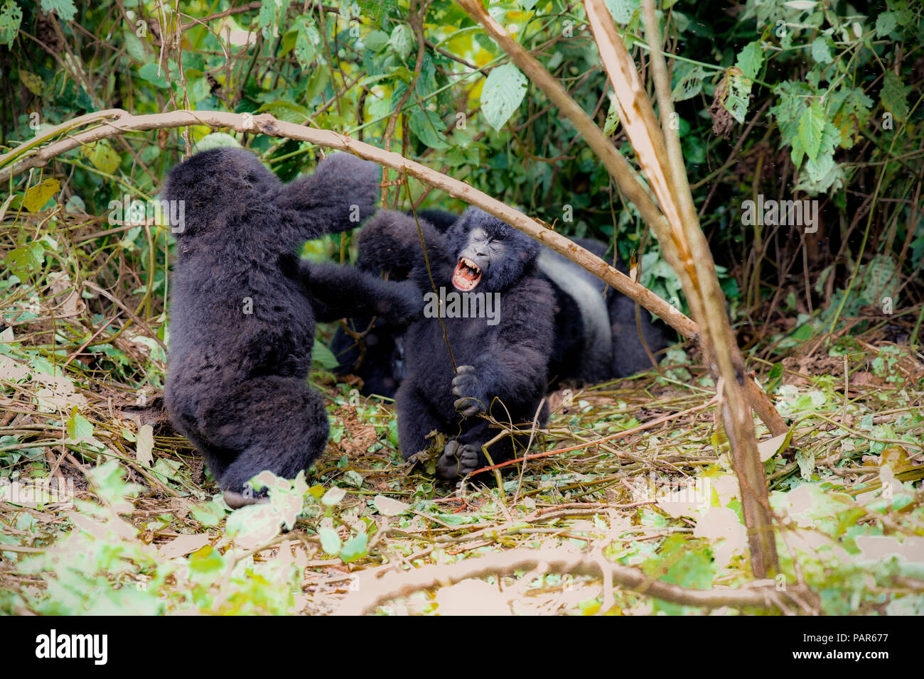 Africa, Repubblica Democratica del Congo, giovani i gorilla di montagna a giocare nella giungla Foto Stock