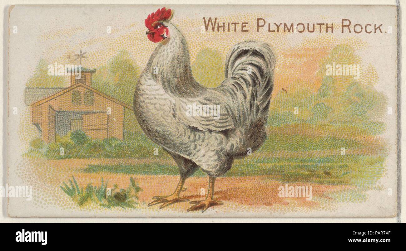 White Plymouth Rock, dal premio e gioco della serie di polli (N20) per Allen & Ginter sigarette. Dimensioni: foglio: 1 1/2 x 2 3/4 in. (3,8 x 7 cm). Litografo: Gast litografia incisione & Company (American, New York). Editore: Allen & Ginter (American, Richmond, Virginia). Data: 1891. Scambio di carte dal 'Premio e gioco di polli' serie (N20), rilasciato nel 1891 in un set di 50 schede per promuovere Allen & Ginter marca di sigarette. Museo: Metropolitan Museum of Art di New York, Stati Uniti d'America. Foto Stock