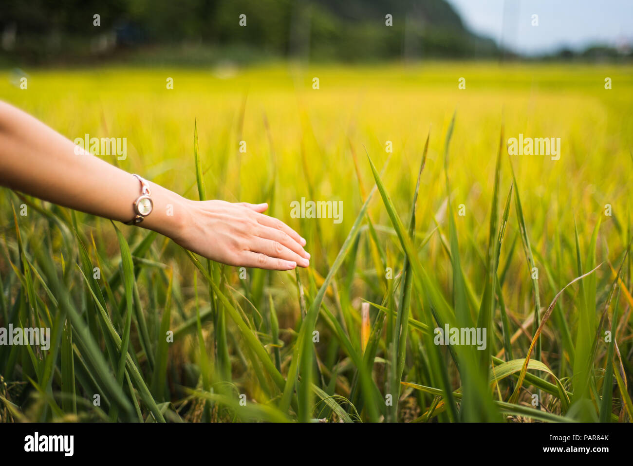 Mano femmina toccando campo di riso piante close up Foto Stock