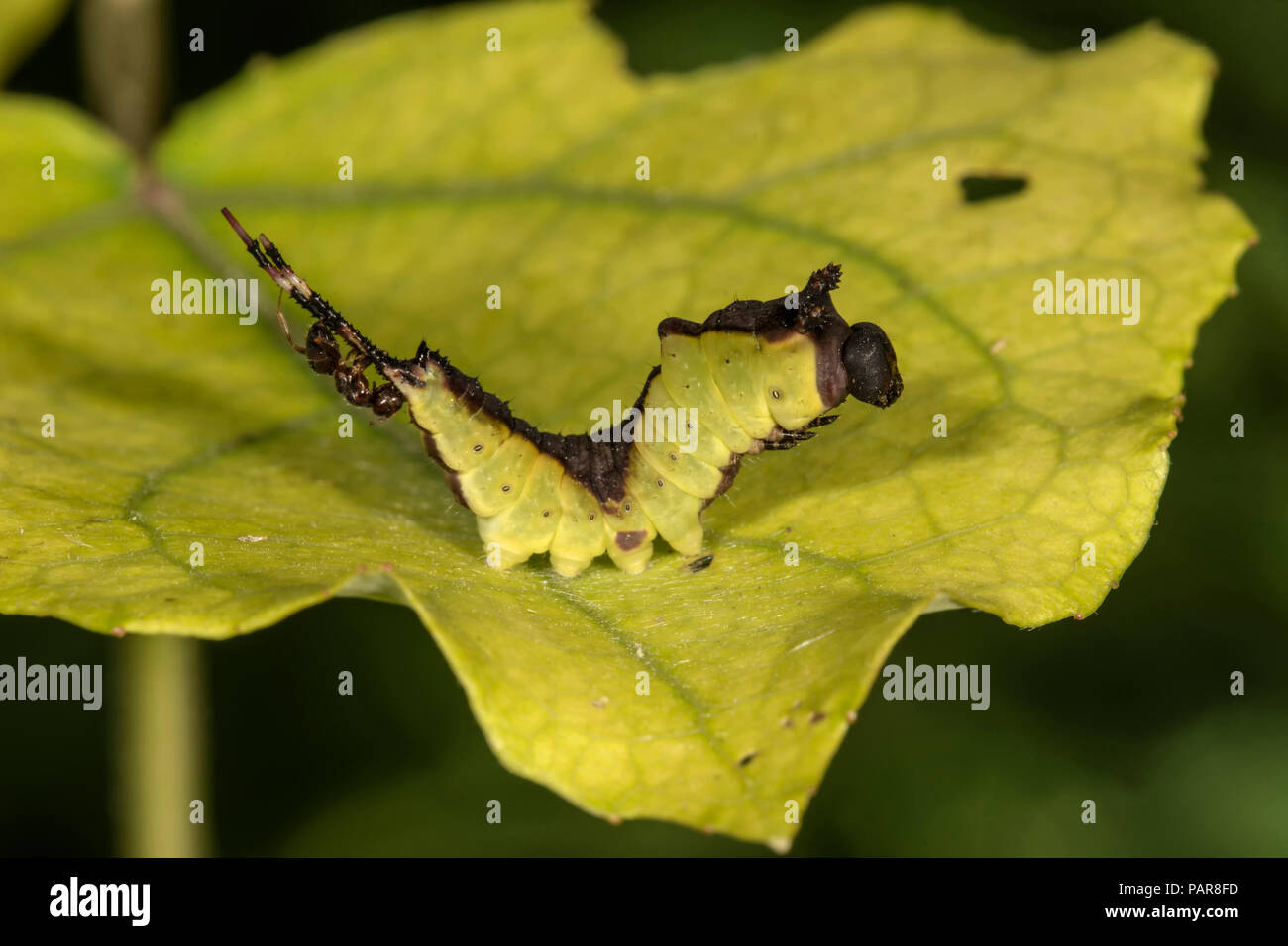 Puss Moth (Cerura vinula), Caterpillar su una foglia, viene attaccato da ant, Baden-Württemberg, Germania Foto Stock