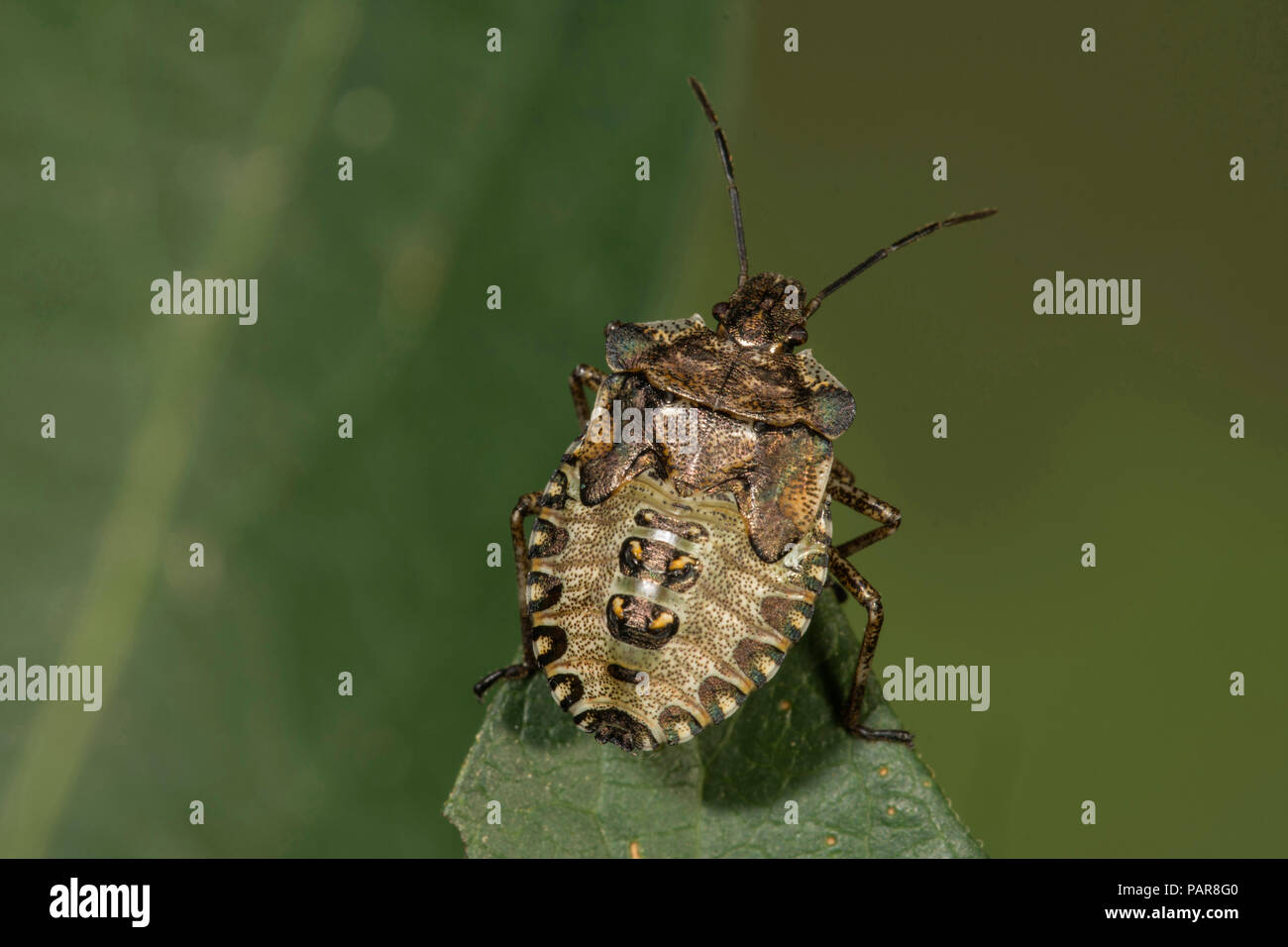 Forest bug (Pentatoma rufipes) nell'ultimo stadio larvale su una foglia di punta, Baden-Württemberg, Germania Foto Stock