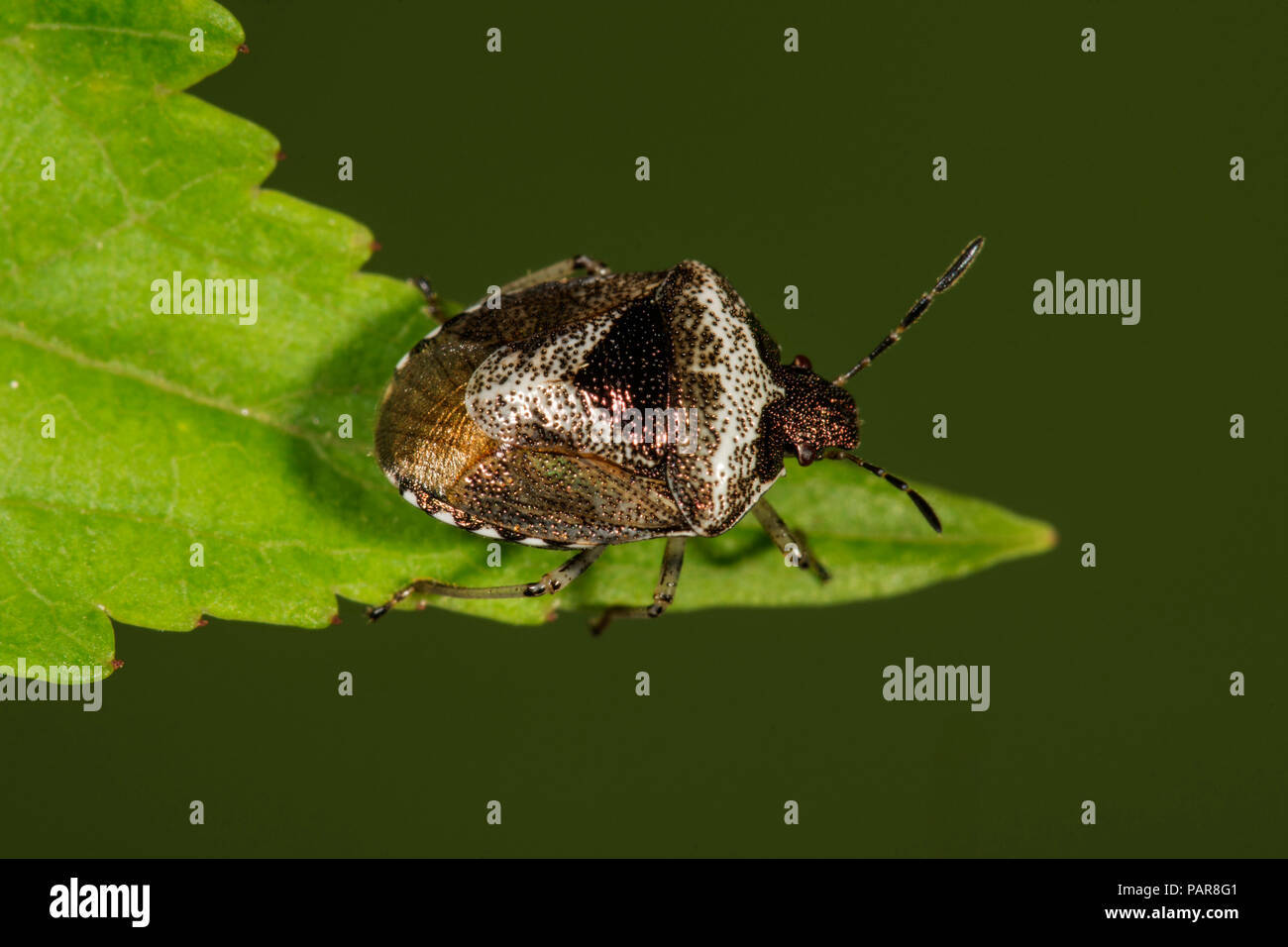 Woundwort shieldbug (Eysarcoris venustissimus) sulla foglia di un ortica, Baden-Württemberg, Germania Foto Stock