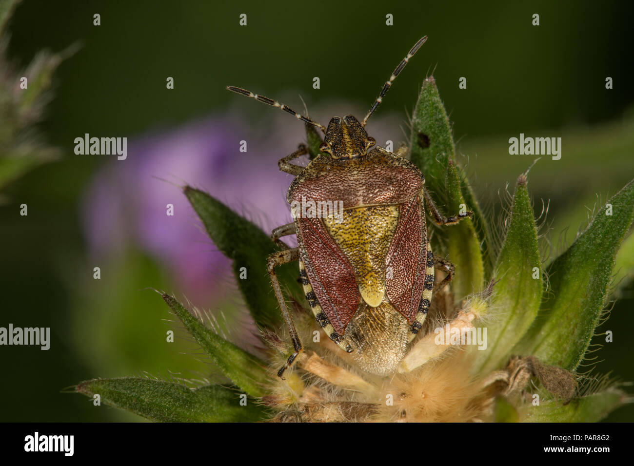 Hairy Shieldbug (Dolycoris baccarum) su un campo appassiti scabious, Baden-Württemberg, Germania Foto Stock