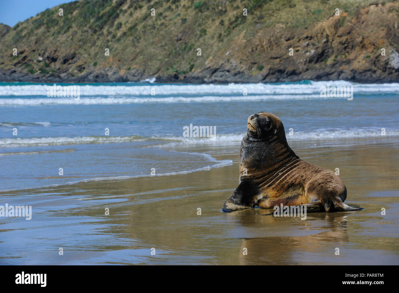 Hooker's Sea Lion (Phocarctos hookeri) in spiaggia, Cannibal Bay, il Catlins, Isola del Sud, Nuova Zelanda Foto Stock