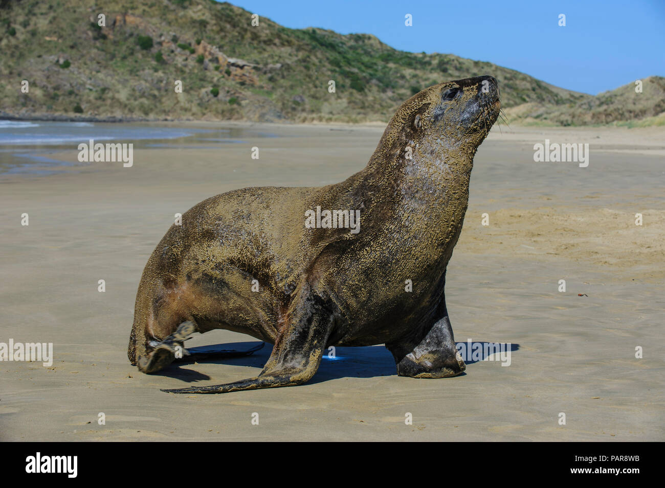 Hooker's Sea Lion (Phocarctos hookeri) a piedi la spiaggia, Cannibal Bay, il Catlins, Isola del Sud, Nuova Zelanda Foto Stock