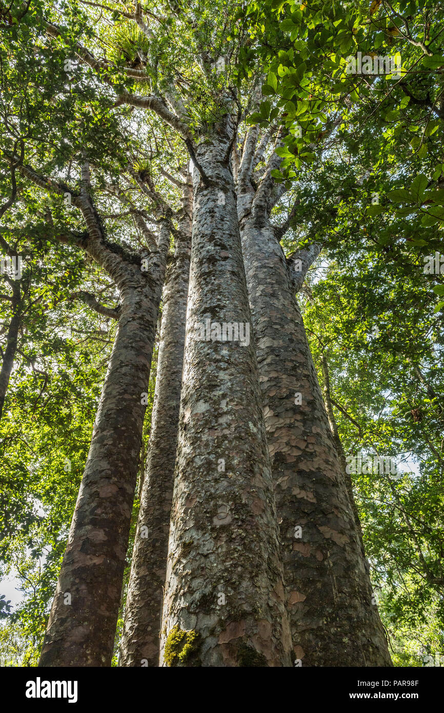 Le quattro sorelle, quattro strettamente distanziati Nuova Zelanda Agathis australis alberi (Agathis australis), Waipoua Forest, Northland Foto Stock