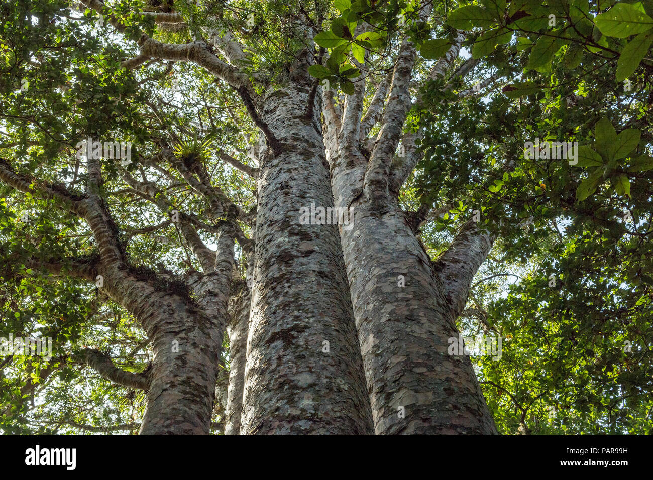 Le quattro sorelle, quattro strettamente distanziati Nuova Zelanda Agathis australis alberi (Agathis australis), Waipoua Forest, Northland Foto Stock