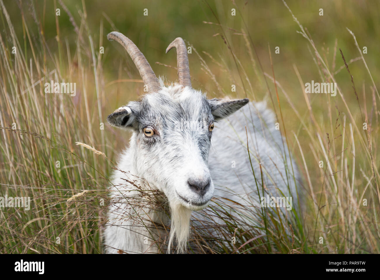 Capre selvatiche a Galloway Forest Park, Dumfries and Galloway, Scozia Foto Stock