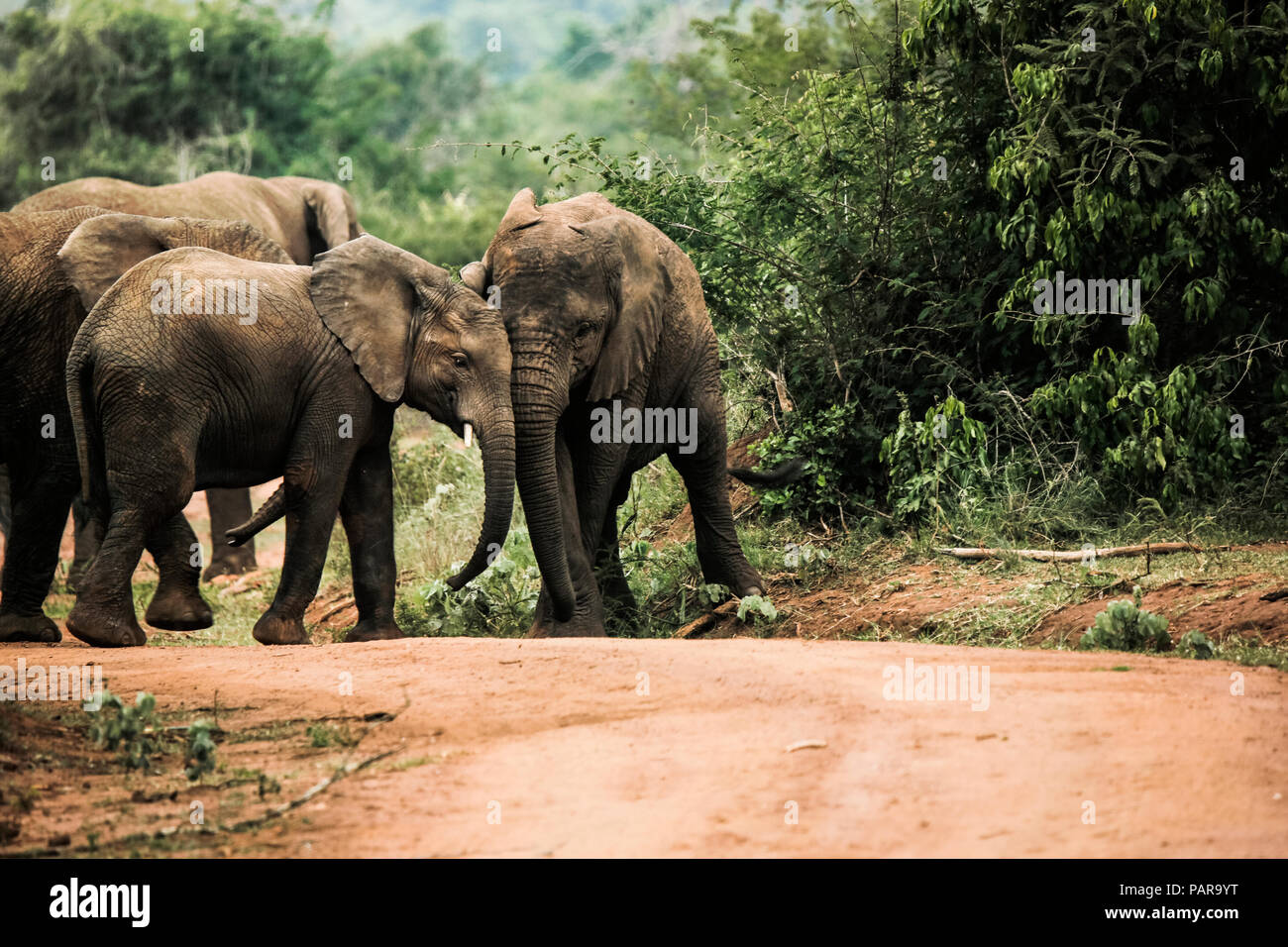 In Uganda, Kigezi National Park, giovani elefanti giocare insieme Foto Stock