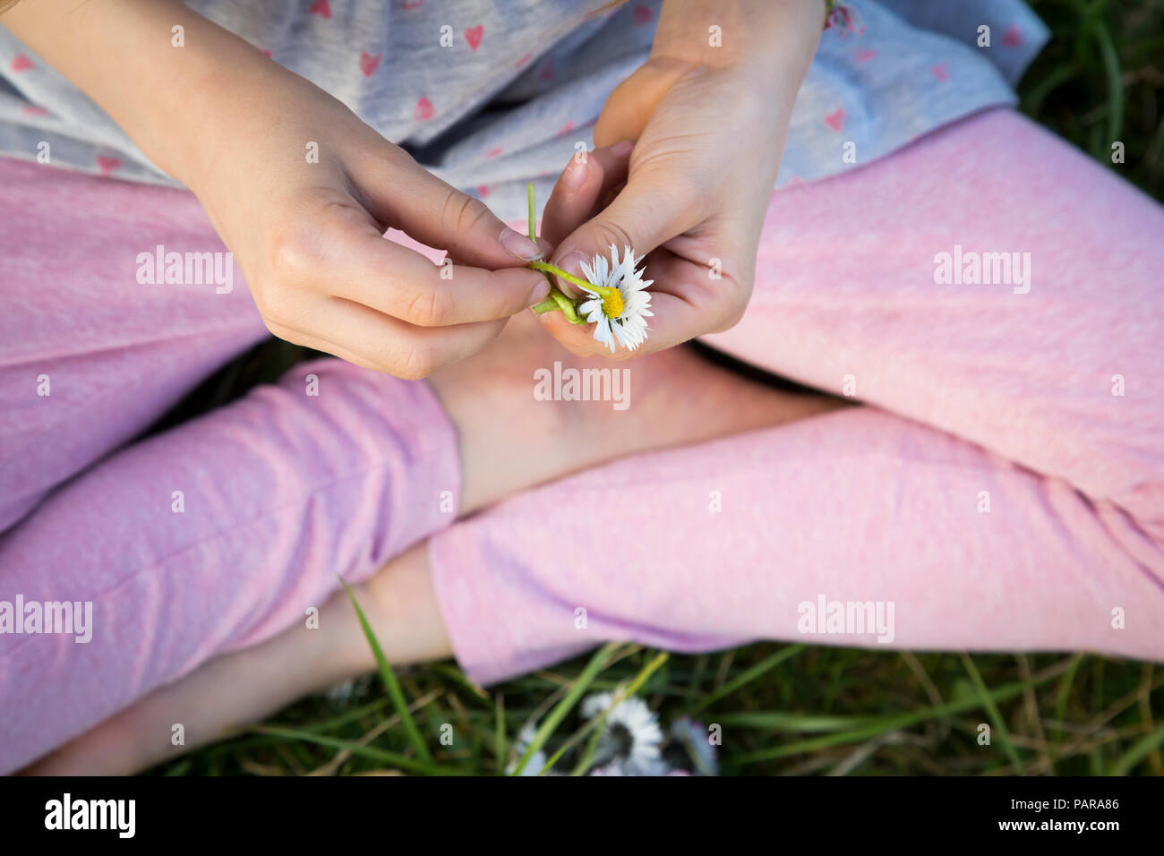 Mani di p oco ragazza seduta su un prato azienda daisy, close-up Foto Stock