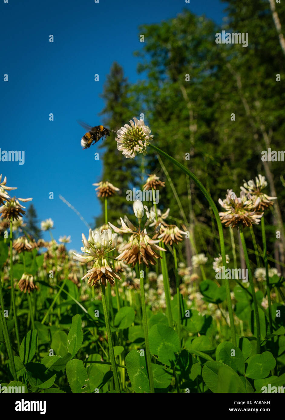 Salvare le api! Perché sei fantastico Foto Stock