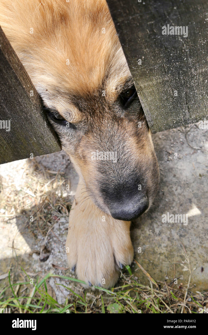 Cane dietro una recinzione Foto Stock