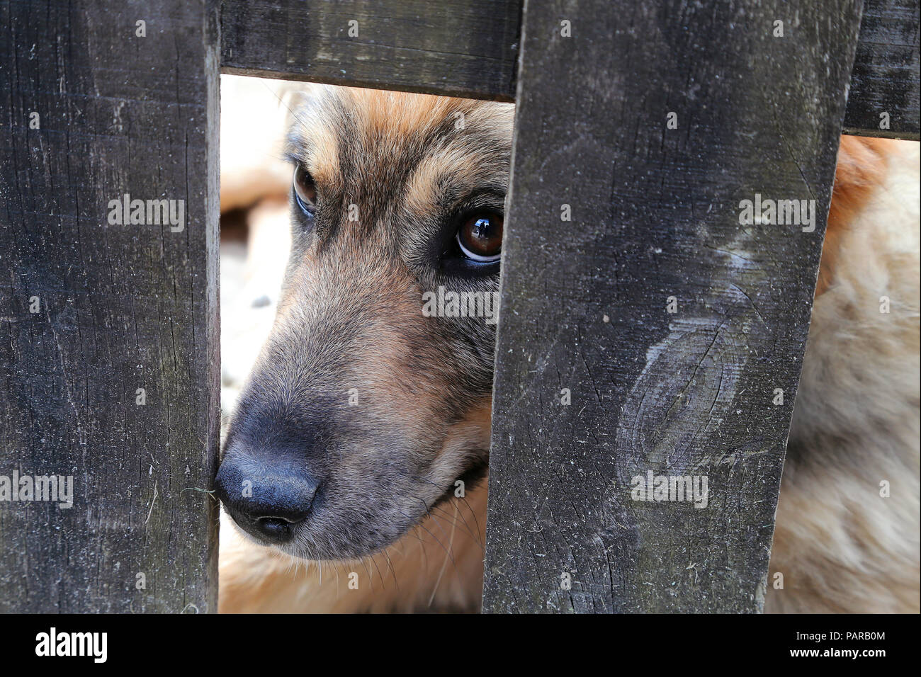 Cane dietro una recinzione Foto Stock