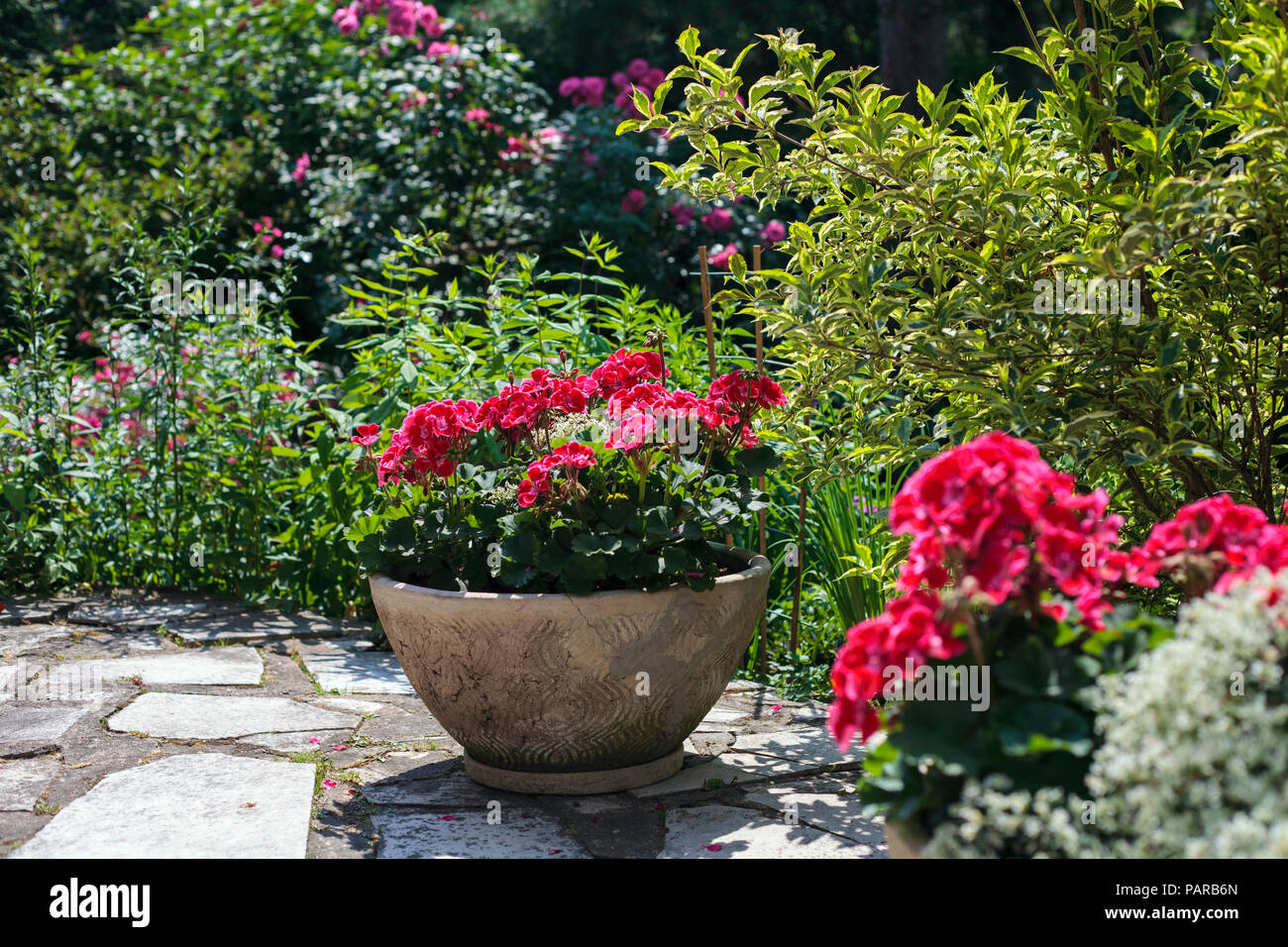 Pelargonium pentole sul patio Foto Stock