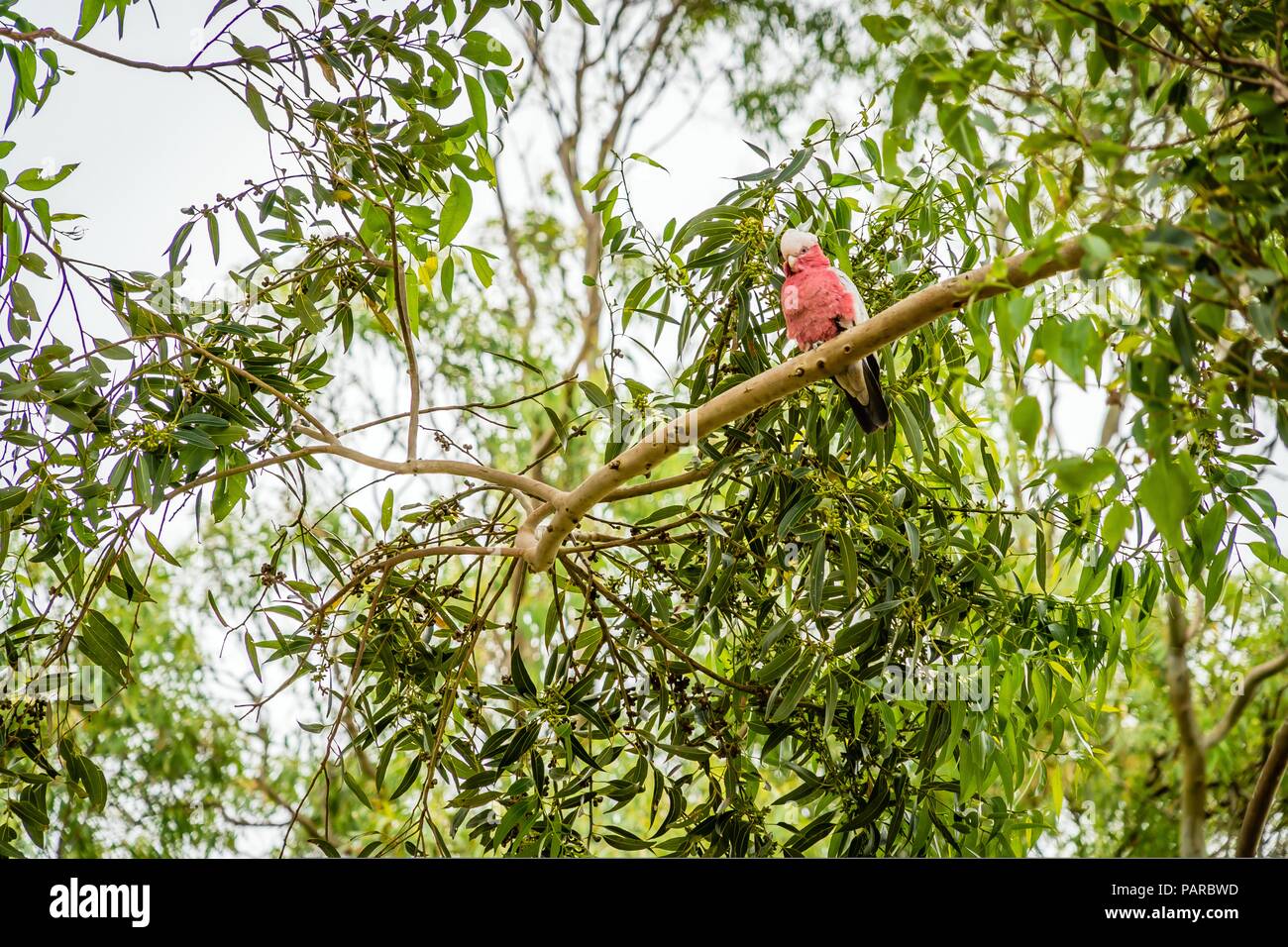 Galah cocktatoo noto anche come la rosa-breasted cockatoo, roseate cacatua o rosa e grigio Foto Stock