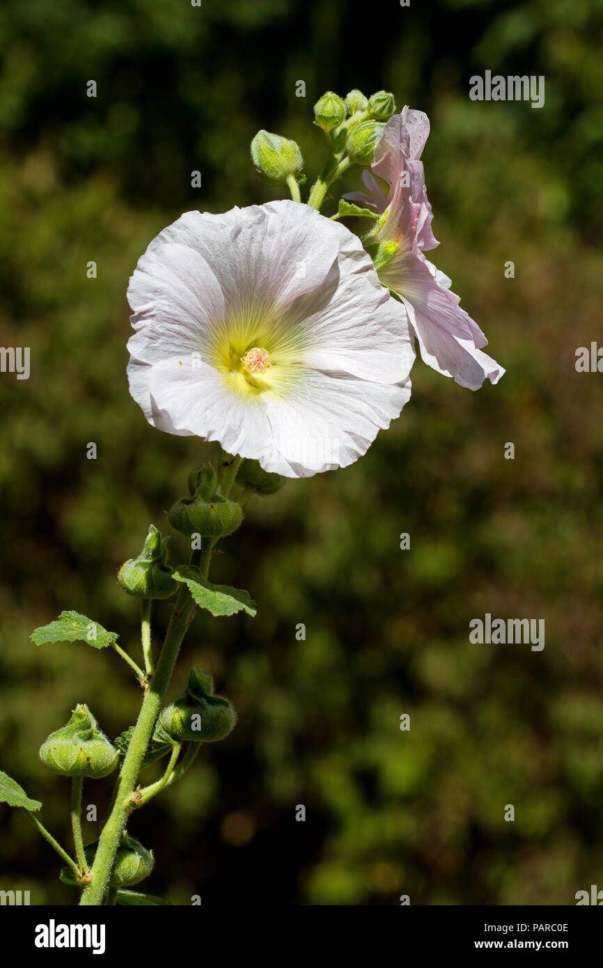 Un bianco hollyhock comune Foto Stock