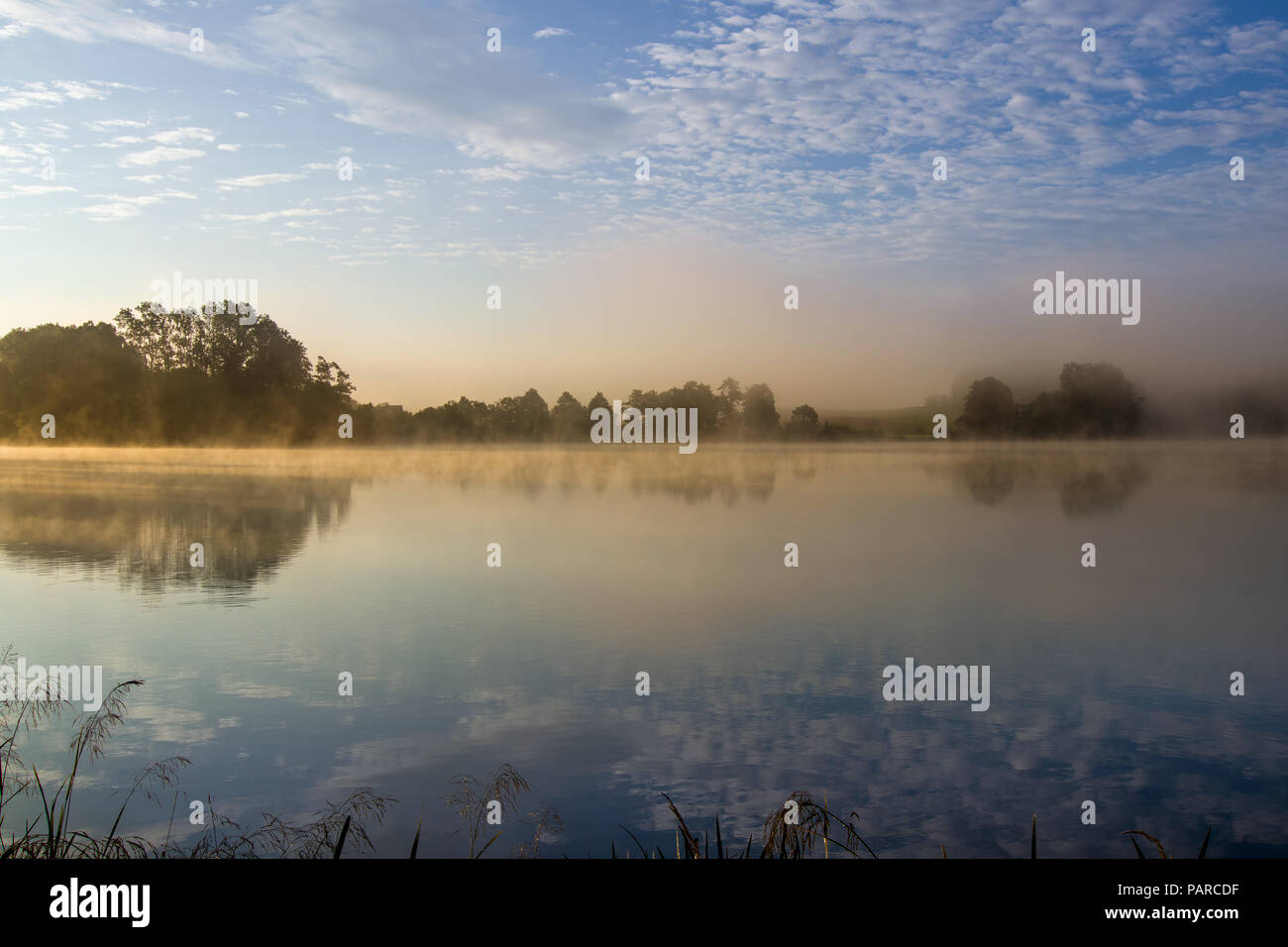 Inizio estate mattina presso lo stagno con un velo di nebbia Foto Stock