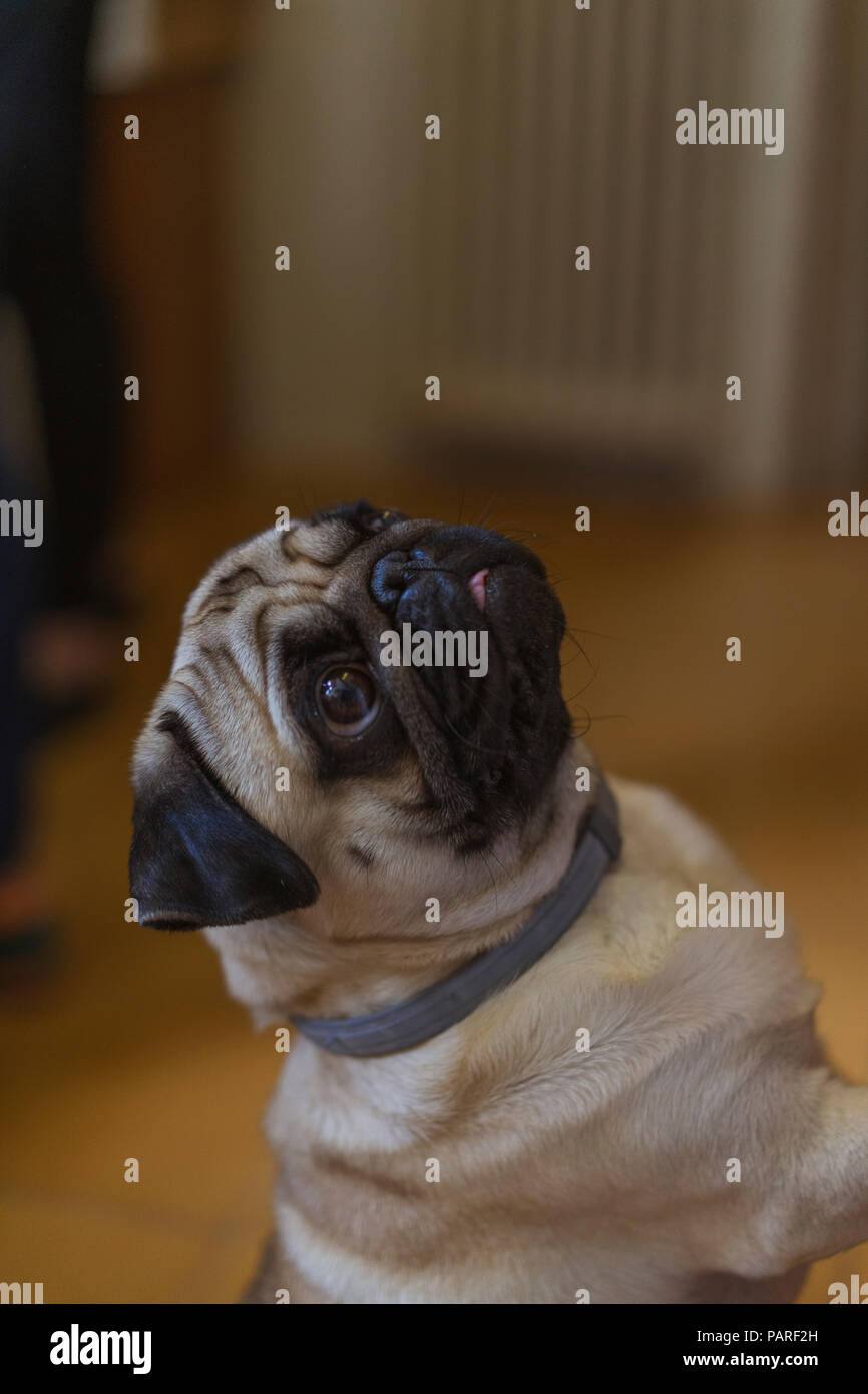 Ritratto di accattonaggio pug Foto Stock