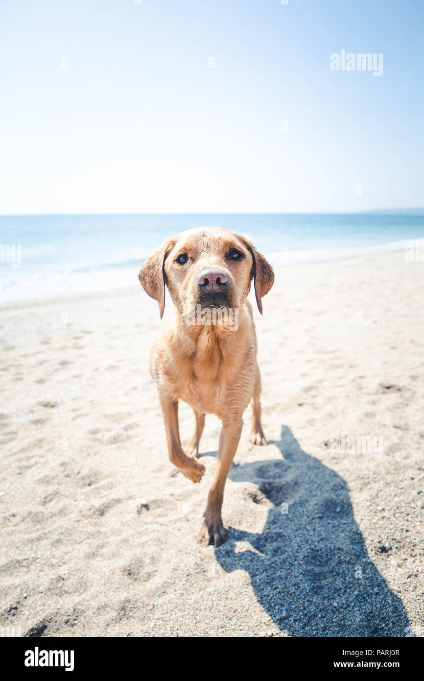Un giallo Labrador retriever cane in piedi su una spiaggia sunkissed con una gamba sollevata pronti per giocare in vacanza e coperto di sabbia Foto Stock