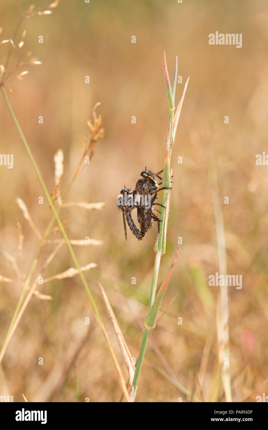 Rapinatore vola il Regno Unito Foto Stock