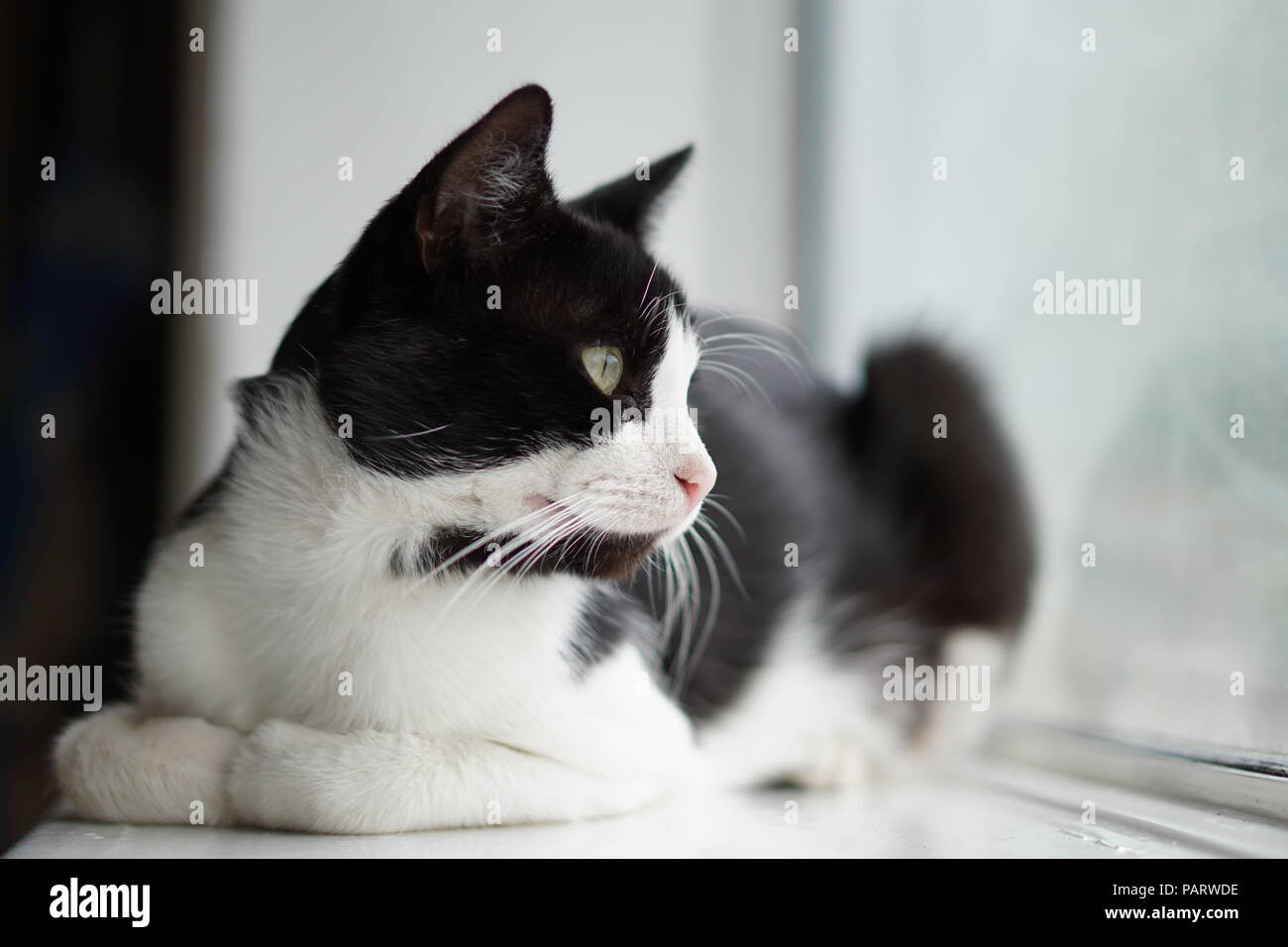 Black & White cat Foto Stock