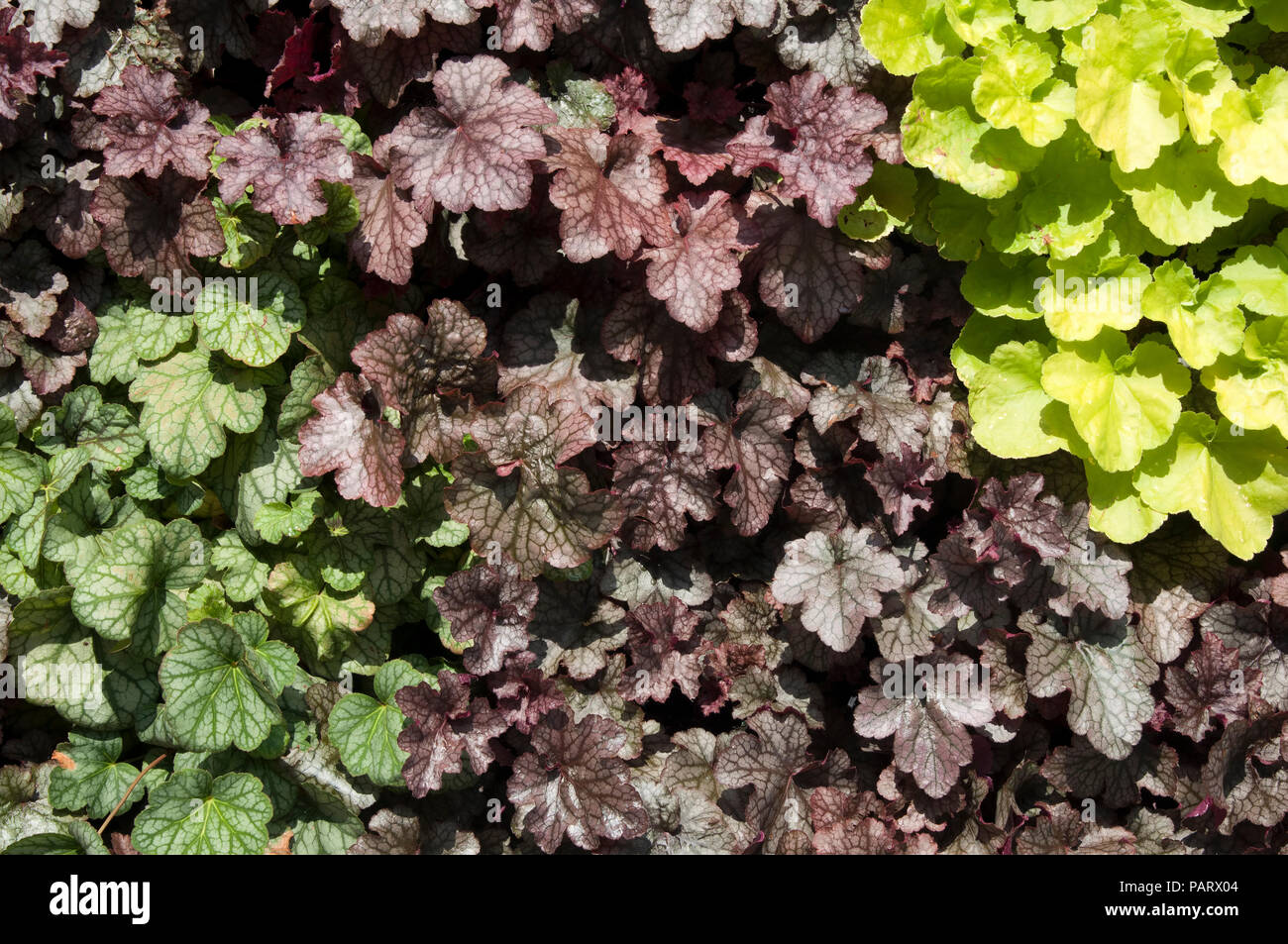 Sydney Australia, colorato Heuchera foglie su un muro vegetale Foto Stock