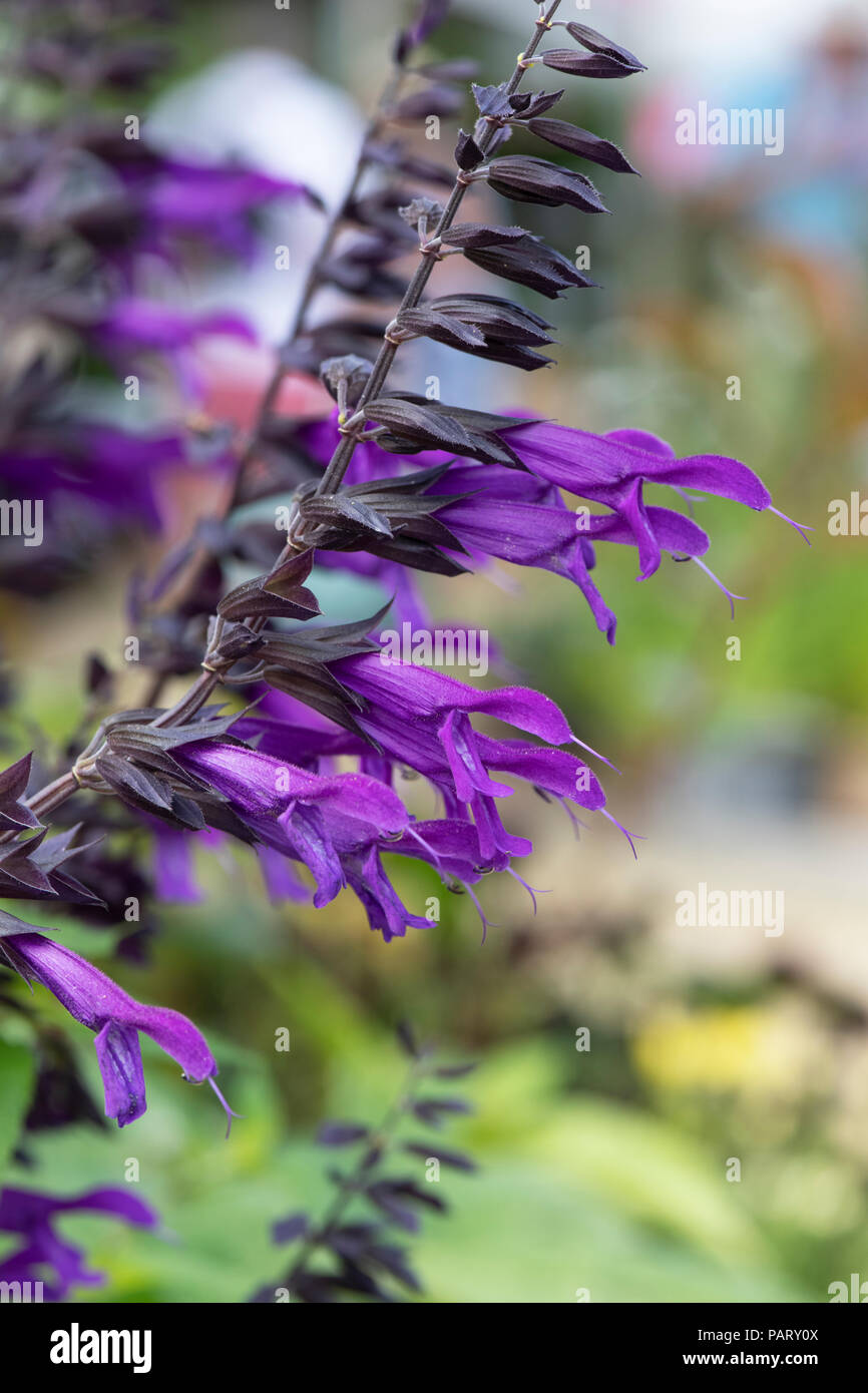 La Salvia Amistad. Sage Foto Stock