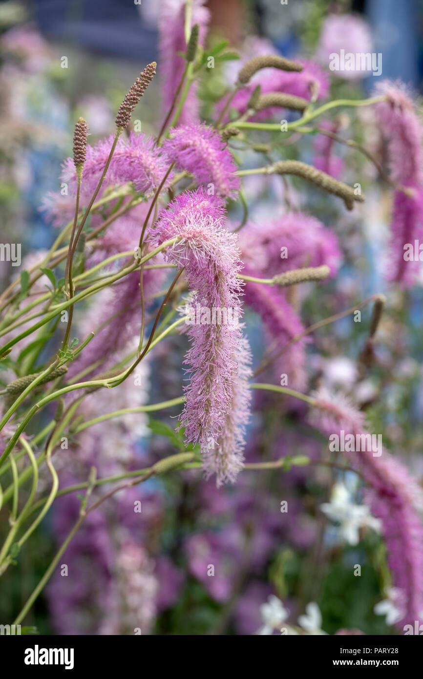 Sanguisorba hakusanensis "Scoiattolo lilla'. Il coreano burnett "Scoiattolo lilla' Fiore Foto Stock