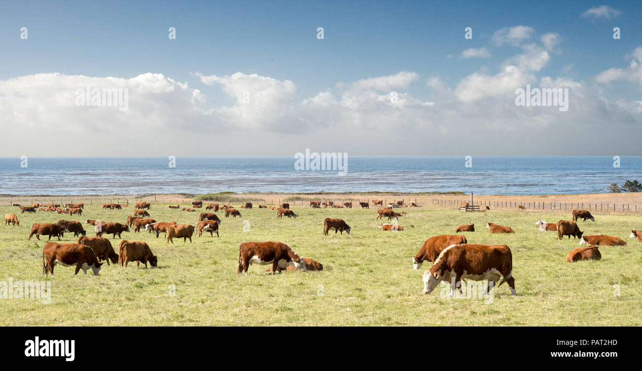 Ranch di bestiame, Big Sur, California Foto Stock