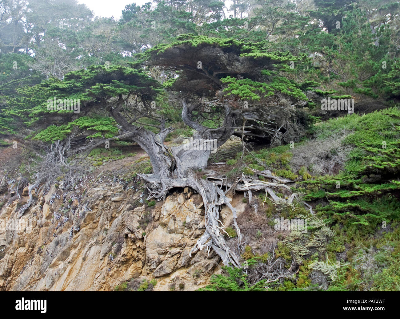 Il veterano dei Cipressi, Point Lobos State Reserve, Carmelo, CA Foto Stock
