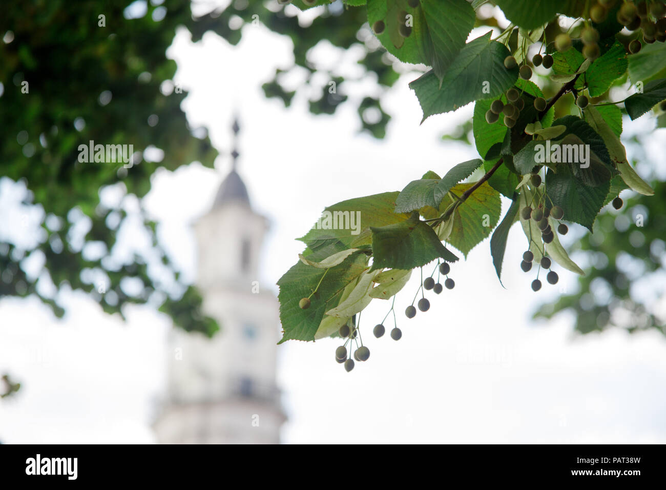 Linden rami di alberi. Kaunas Old Town Hall, incorniciato in foglie di albero. Europa orientale, Baltico?membri, turismo, landmark, architettura storica. Il symb Foto Stock