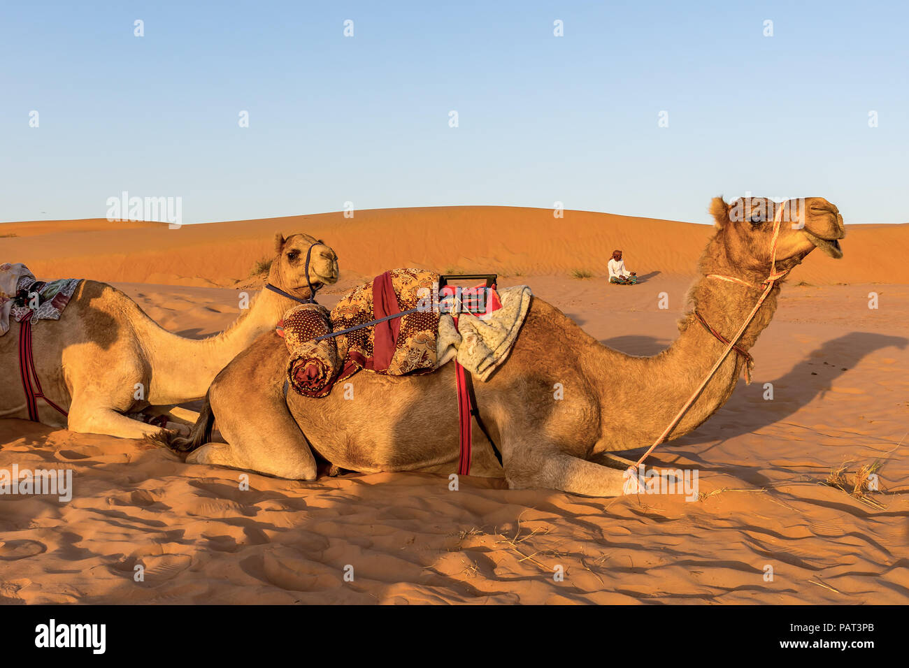 Cammelli nel deserto Oman Foto Stock