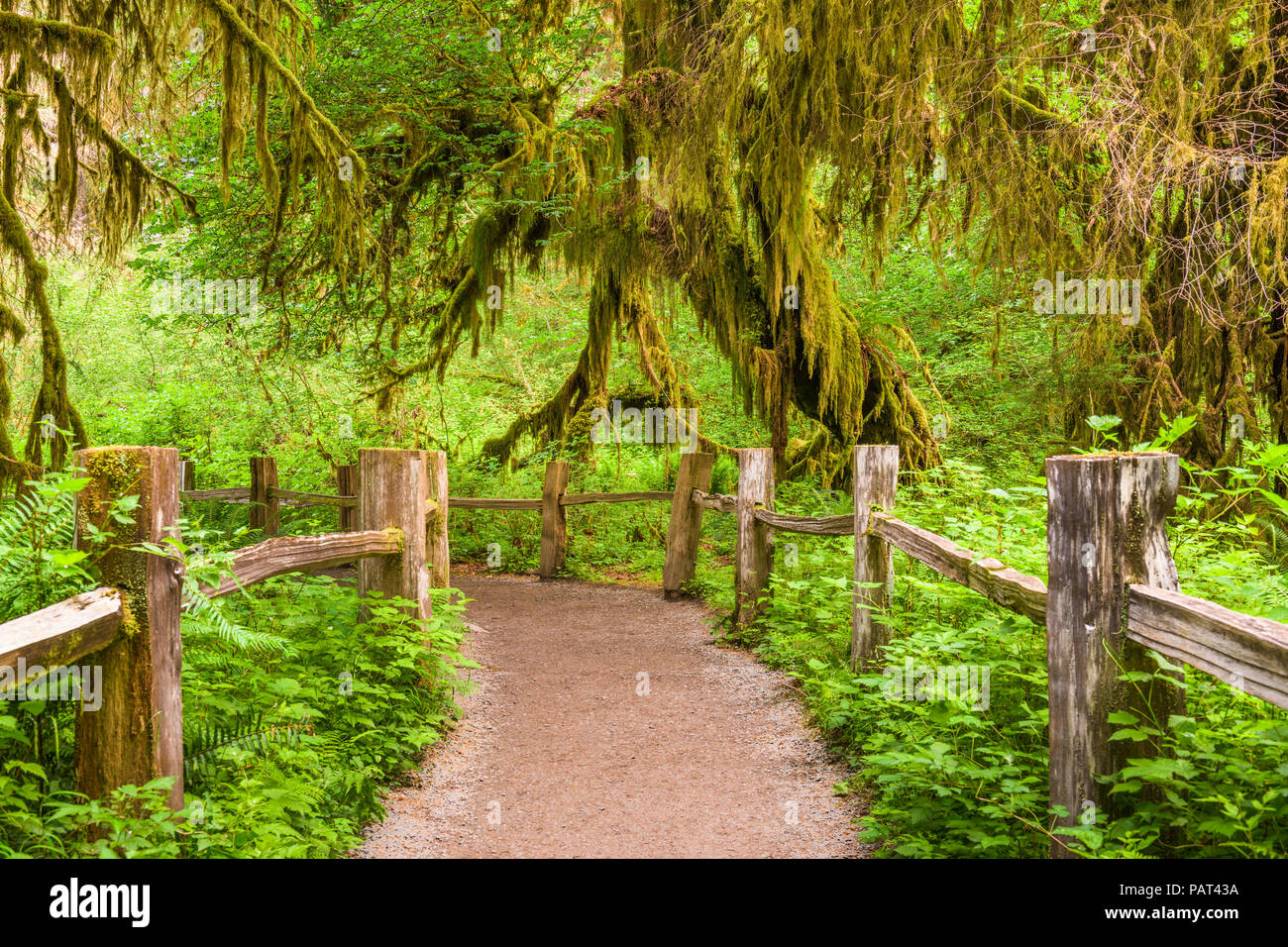 Hall di muschi nel Parco Nazionale di Olympic, Washington, Stati Uniti d'America. Foto Stock