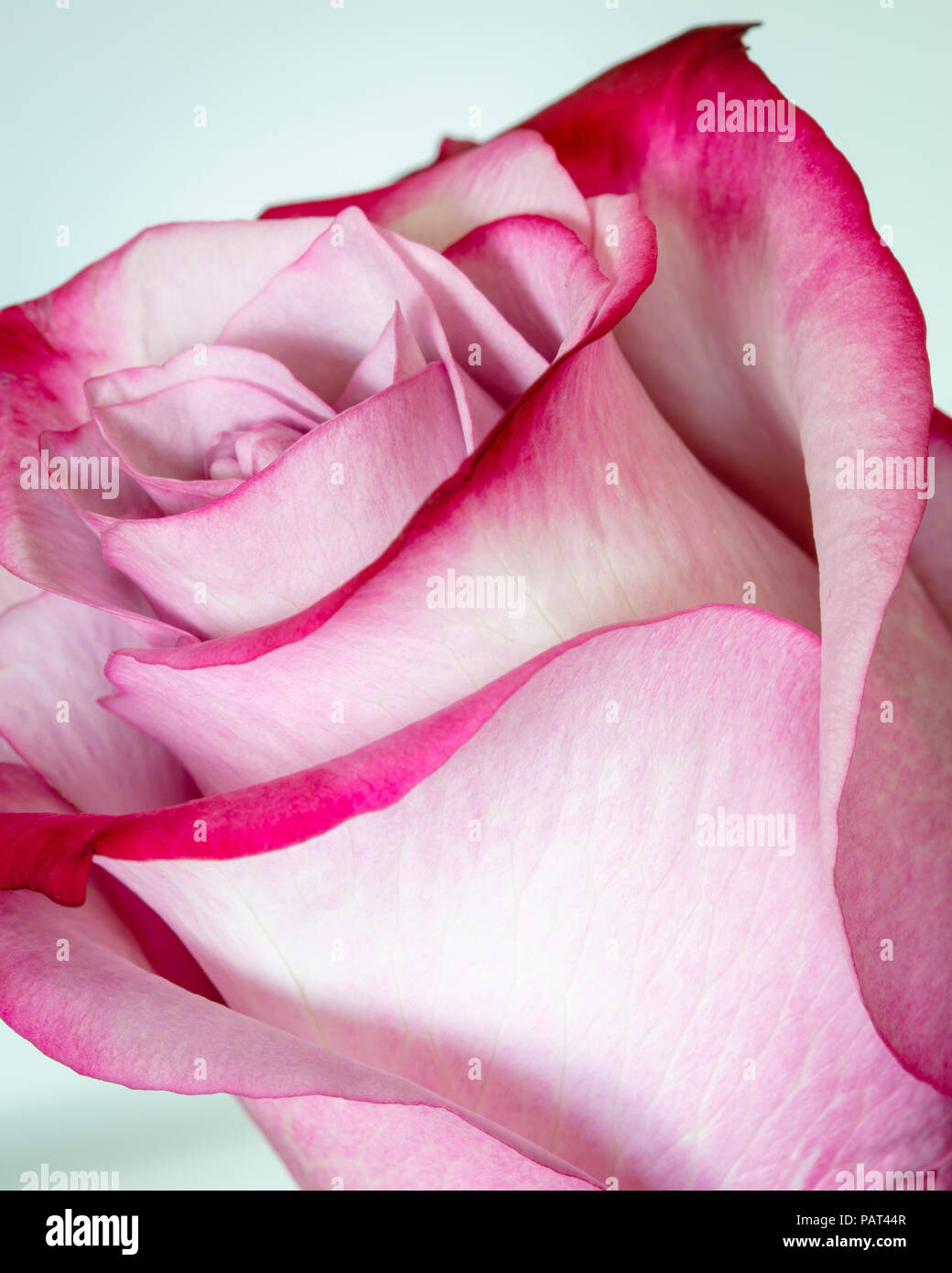Foto macro - rosa rosa Foto Stock