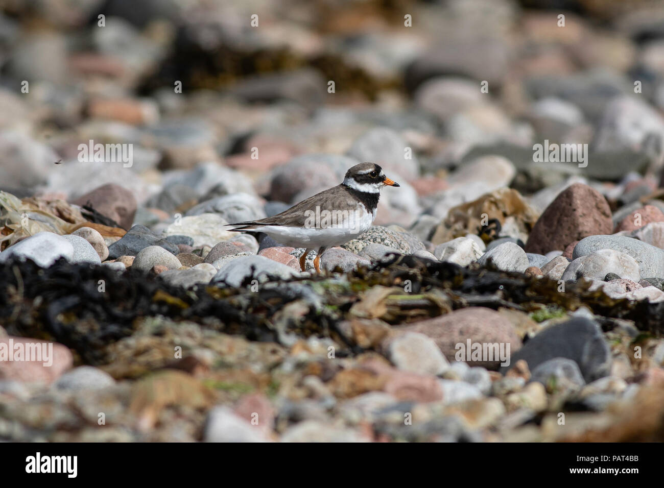 Specie in via di estinzione - anello comune piviere a collo alto Foto Stock