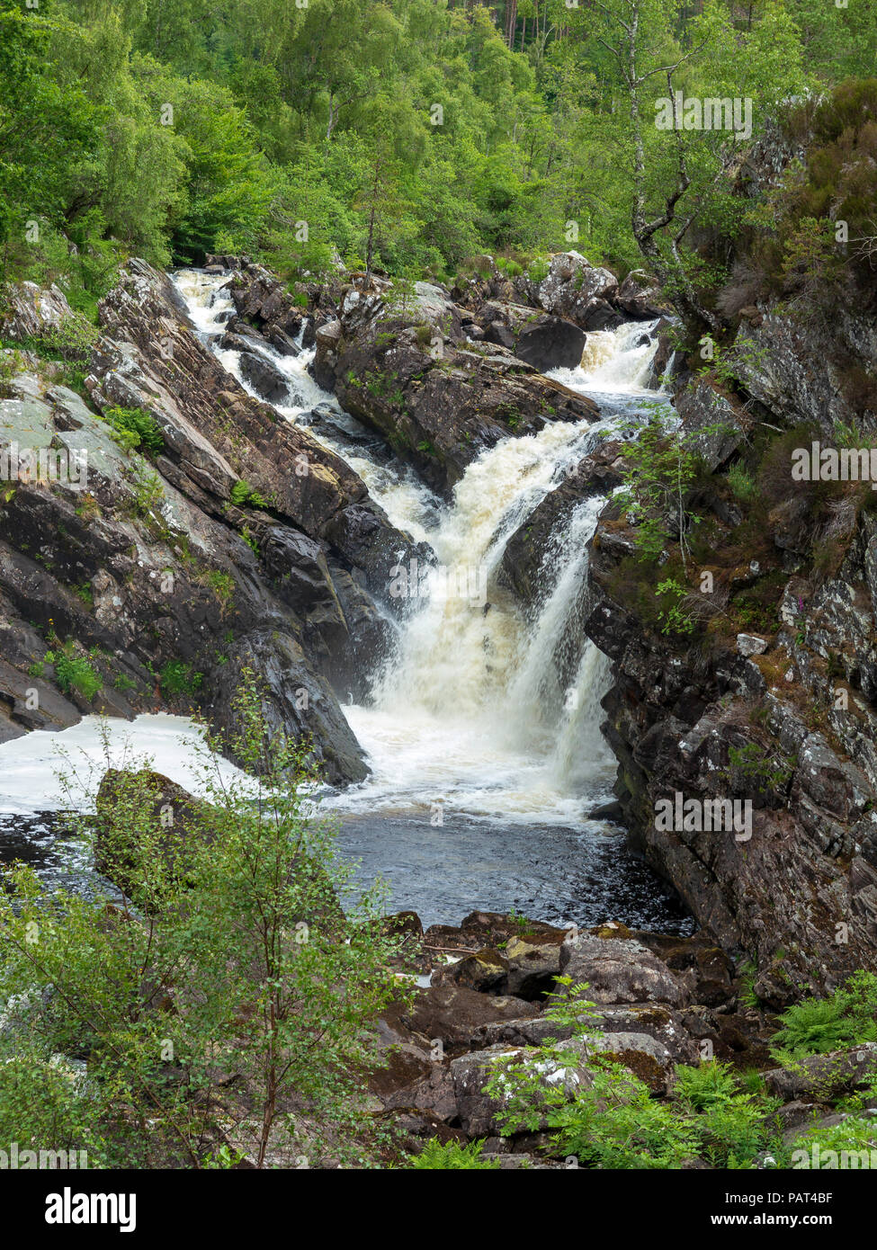 Rogie cade, cascata e foresta, Scozia Foto Stock