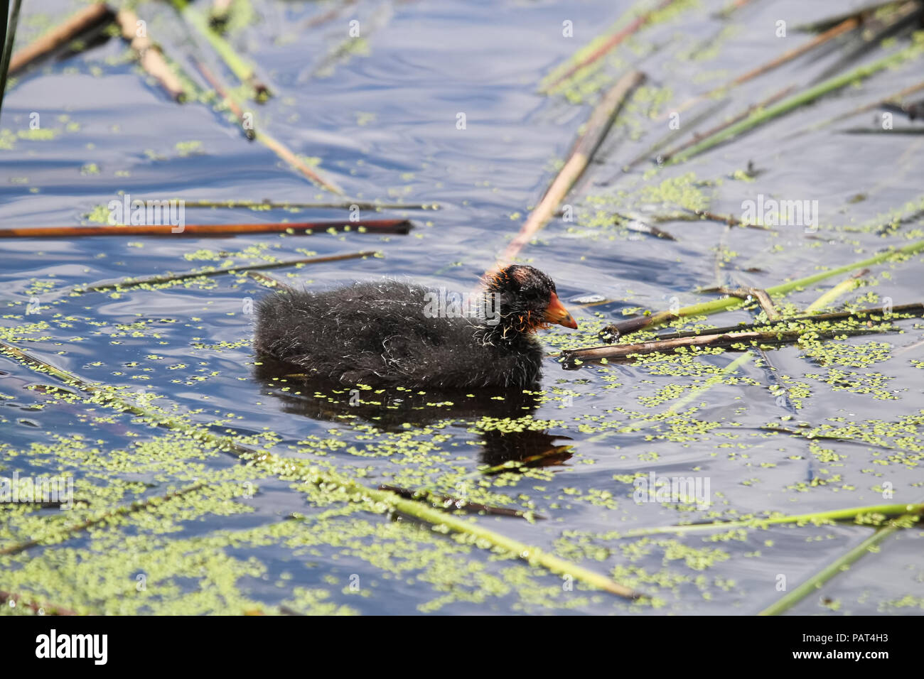 Un American Coot chick che è più vecchio di giorni Foto Stock