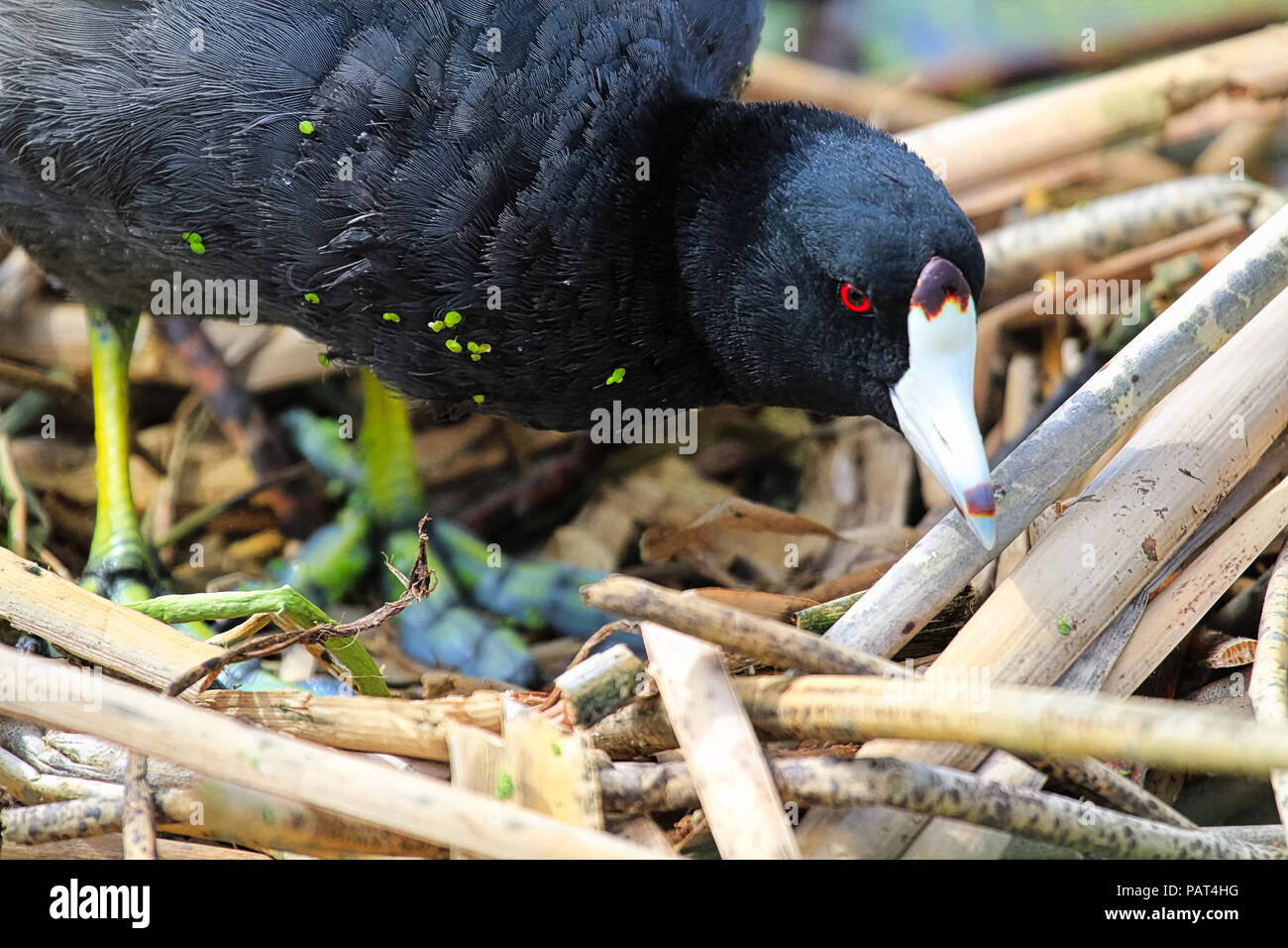 Primo piano della testa di un American Coot Foto Stock