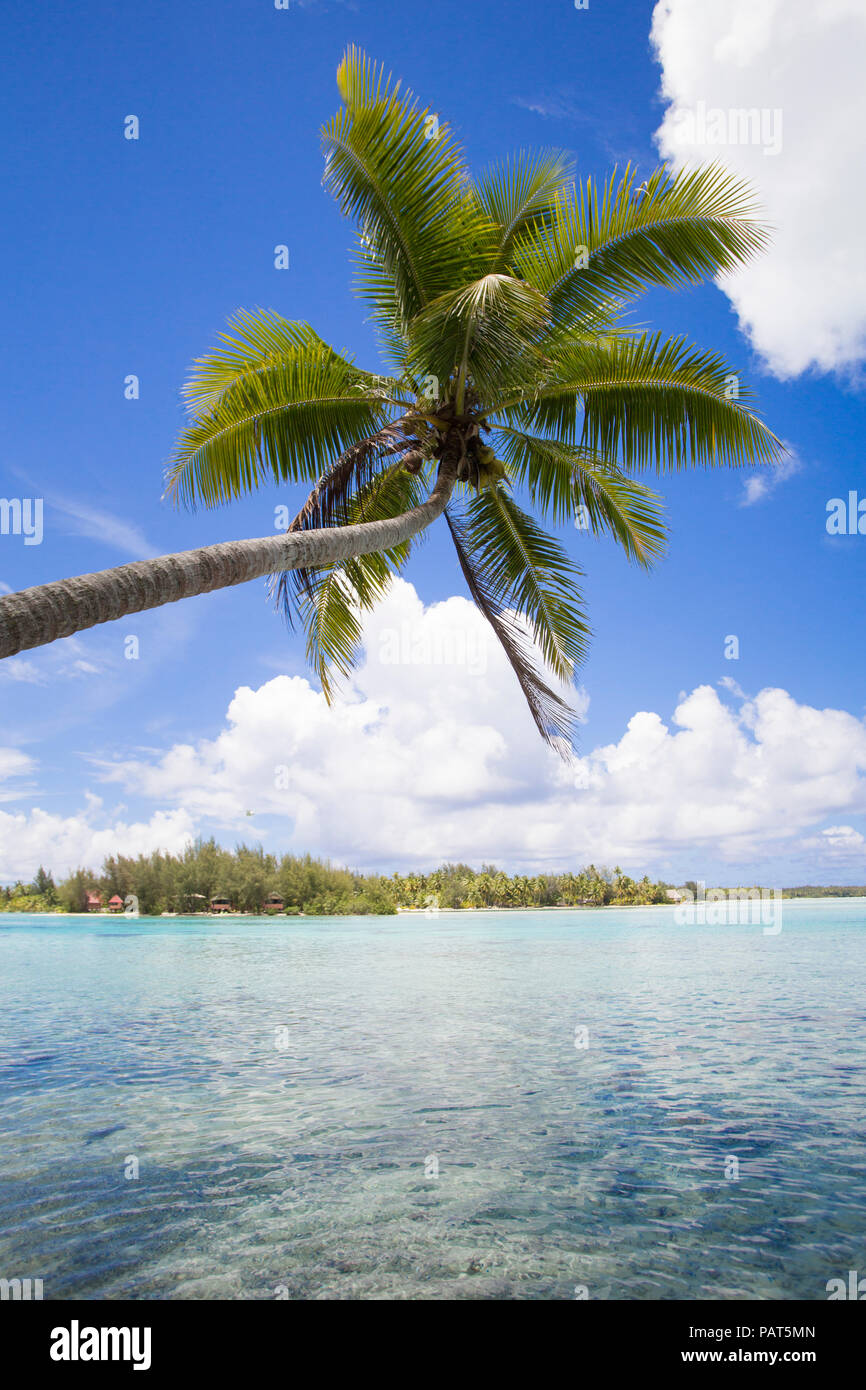 Polinesia francese, Società, Bora Bora. Scenic paesaggi acquatici con noce di cocco Palm tree. Foto Stock