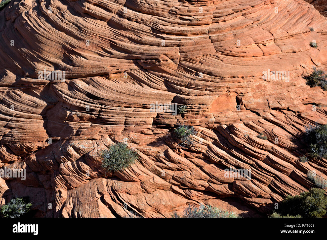 AZ00181-00...ARIZONA - il lato di butte che mostra gli strati di pietra arenaria con varie inclinazioni e le direzioni trovati in Coyote Buttes, sezione sud, th Foto Stock