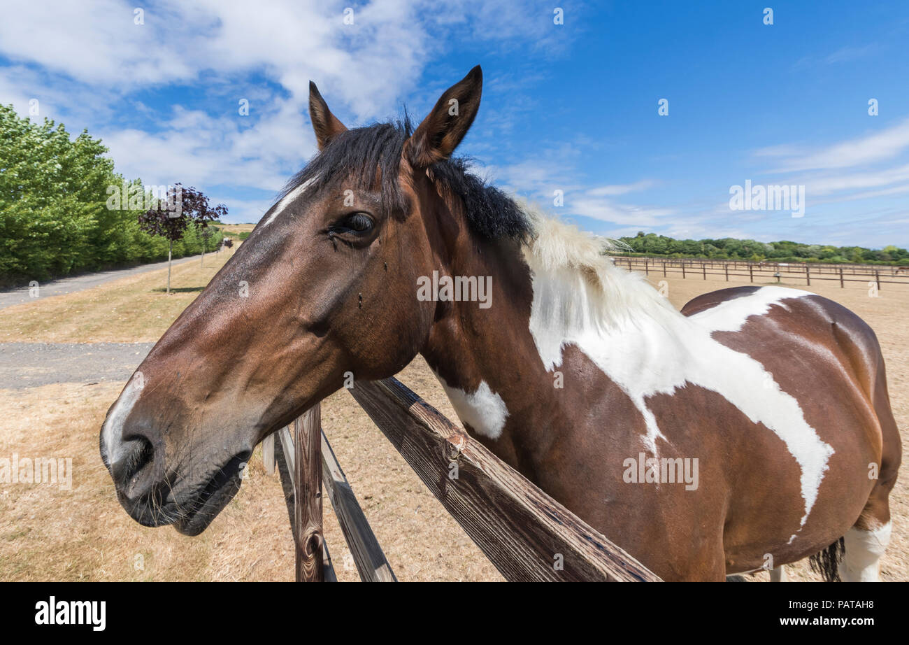 Marrone a cavallo in un campo paese guardando sopra un recinto in un caldo giorno d'estate nel West Sussex, in Inghilterra, Regno Unito. Foto Stock